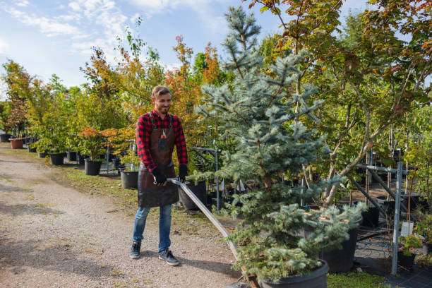 How Our Tree Care Process Works  in  Hartselle, AL